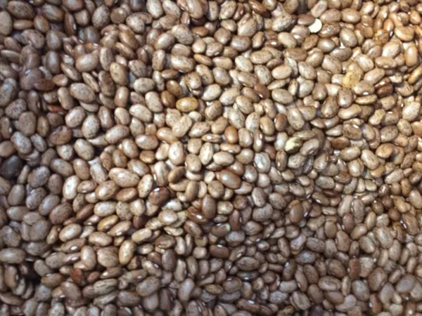 A bin of dried beans used for sensory play